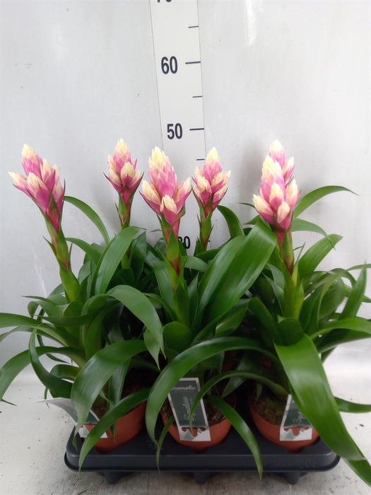 <h4>Guzmania  'Candy'</h4>