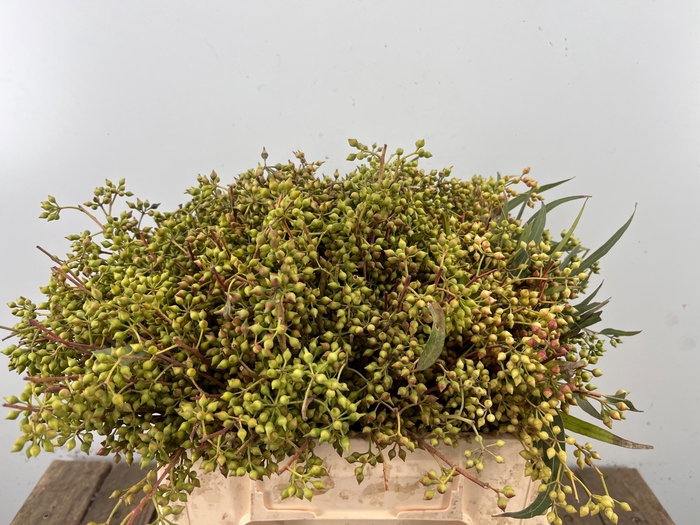 <h4>EUC EXOTICA BS</h4>