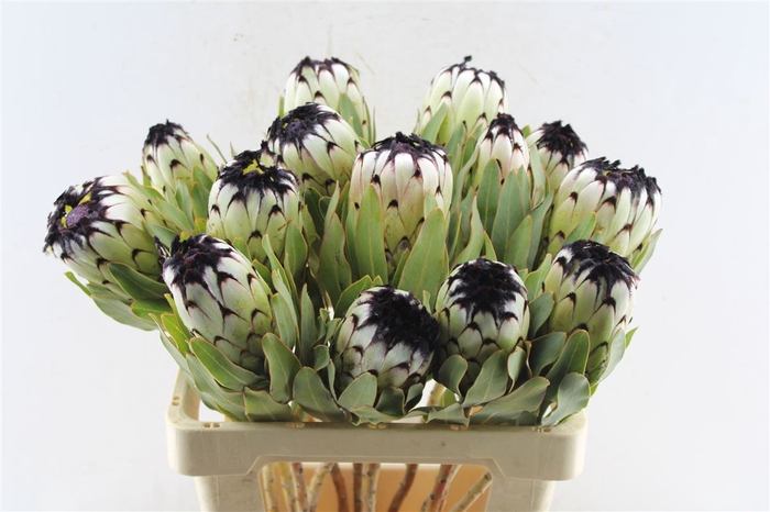 <h4>Protea Mag Niobe</h4>