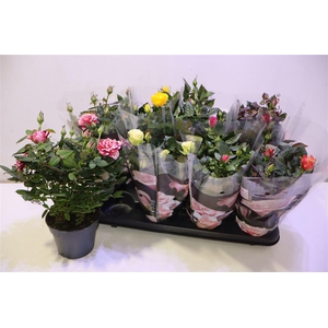 arr8 Ro Pathit Gem 6 Srt