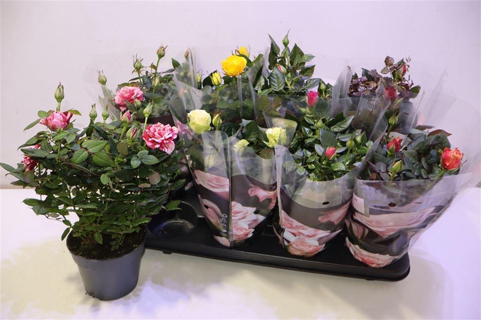 <h4>arr8 Ro Pathit Gem 6 Srt</h4>