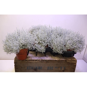 Leucoph Brownii