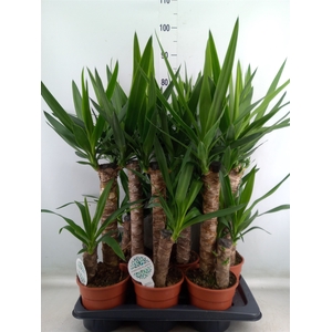 Yucca