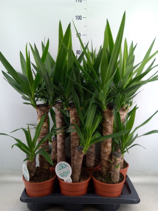 <h4>Yucca</h4>