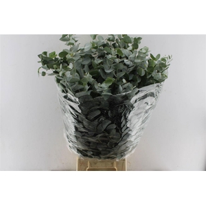 EUC CINEREA PER BOS