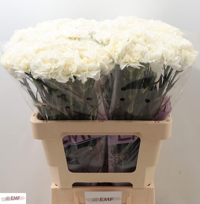 <h4>DI ST EVEREST</h4>