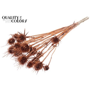 Cardi Distel Natural 10pc/bunch 55cm Copper + Glitter