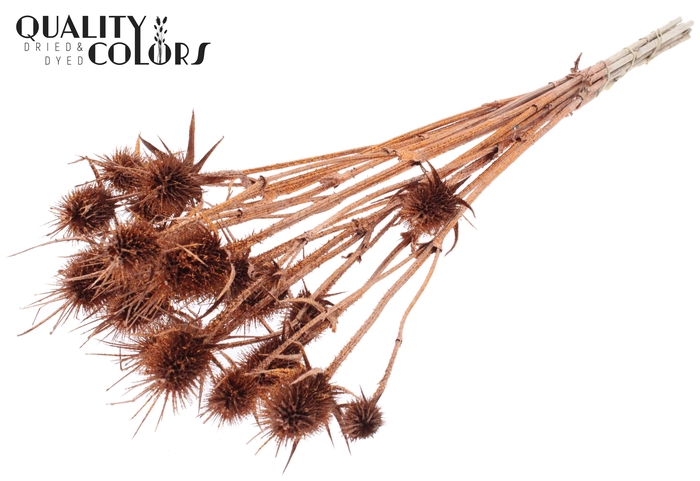 <h4>Cardi Distel Natural 10pc/bunch 55cm Copper + Glitter</h4>