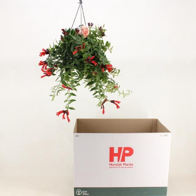 <h4>AESCHYN MONA LISA</h4>