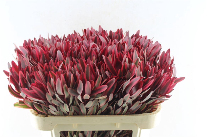 <h4>Leucad Jester</h4>