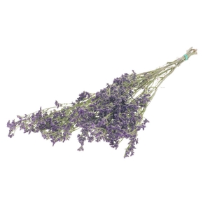 Limonium SB natural purple