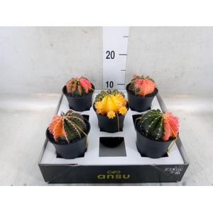 Gymnocalycium mihanov. 'Japan'  mix