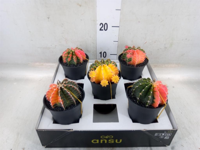 <h4>Gymnocalycium mihanov. 'Japan'  mix</h4>