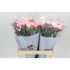 Dianthus St Hugo