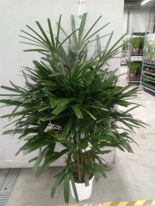 <h4>Rhapis excelsa</h4>