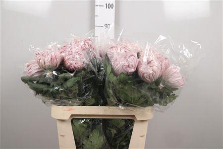 <h4>Chr. G 'Vienna Pink'</h4>