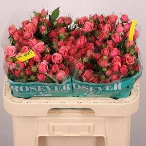 R TR SUGAR PINK ROSE