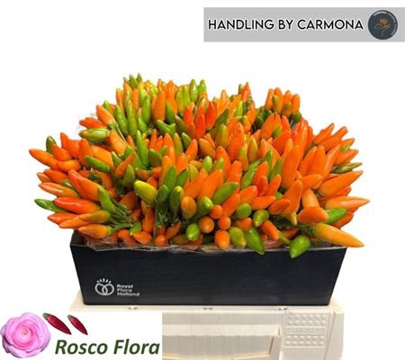 <h4>Capsicum Orange Fire</h4>