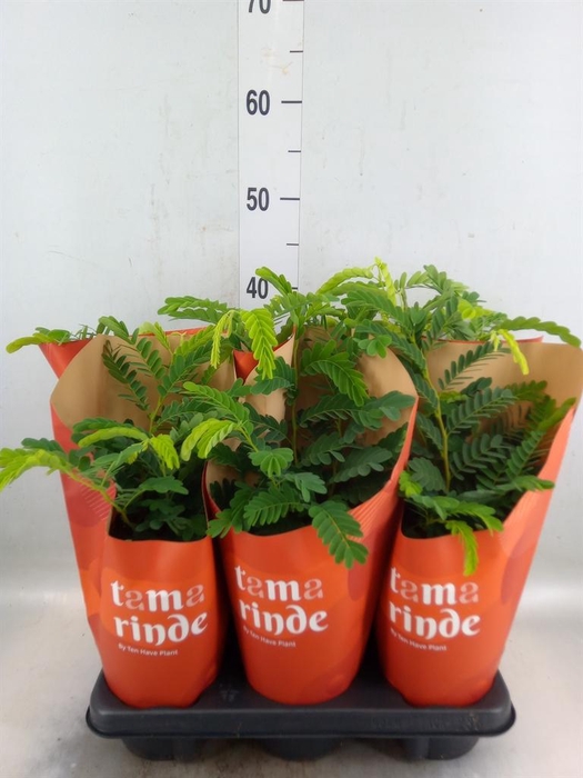 <h4>Tamarindus indica</h4>
