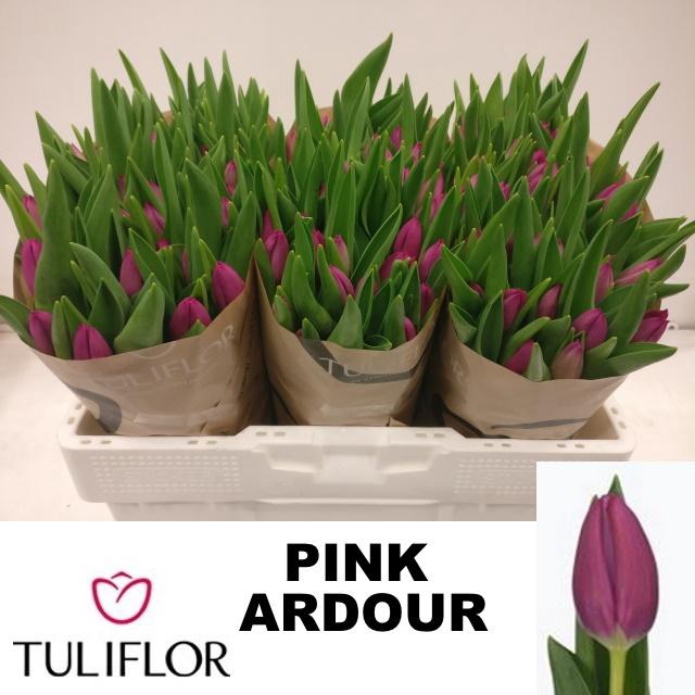 <h4>TU EN PINK ARDOUR</h4>