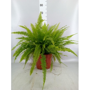 Nephrolepis exal. 'Green Lady'