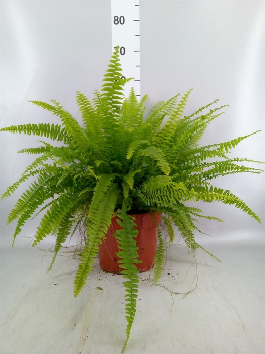 <h4>Nephrolepis exal. 'Green Lady'</h4>
