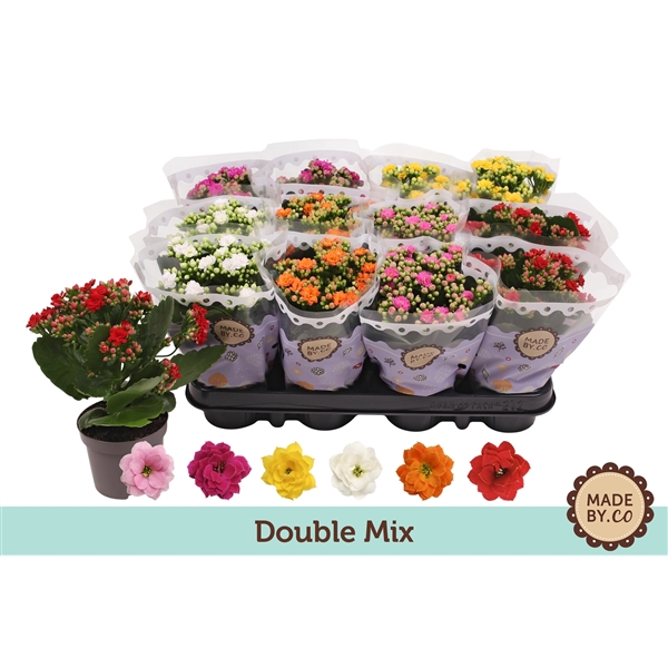 <h4>Kalanchoë Double Mix</h4>