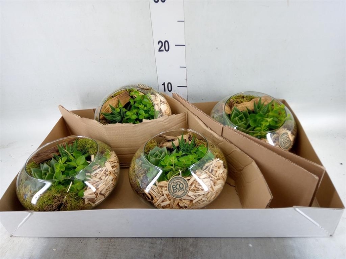 <h4>Arr. Kamerplant Groen L%</h4>