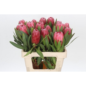 Protea Red Ice