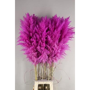 Df Pampas 115cm Purple