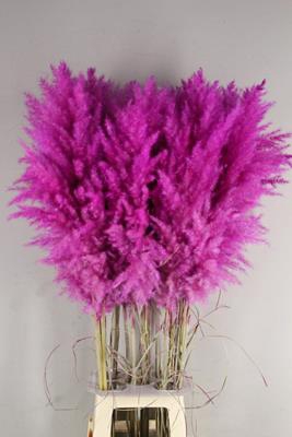 <h4>Df Pampas 115cm Purple</h4>