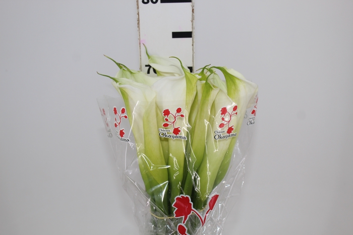 <h4>COPO DE LEITE BRANCO 070 CM</h4>