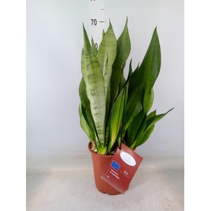 Sansevieria trifa. 'Moonshine'