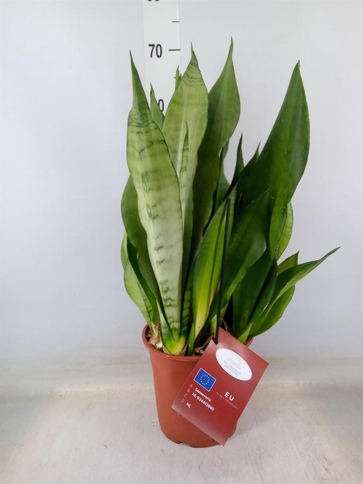 <h4>Sansevieria trifa. 'Moonshine'</h4>