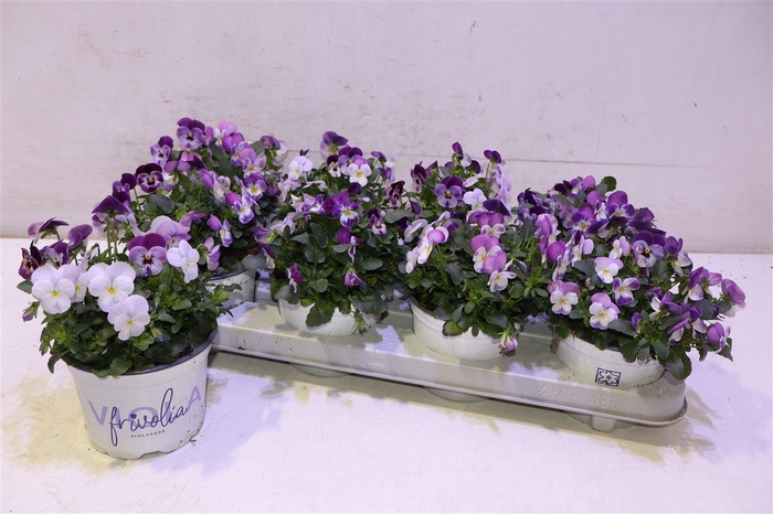 <h4>Vio Tricolor</h4>