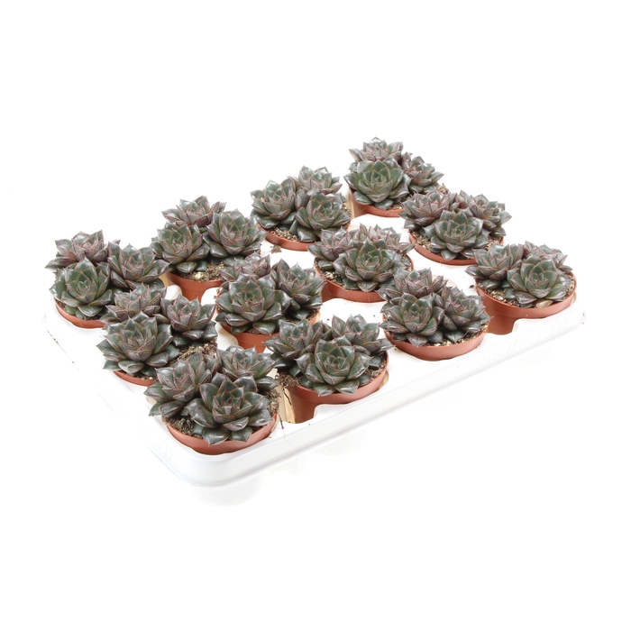 <h4>Echeveria purper trio</h4>