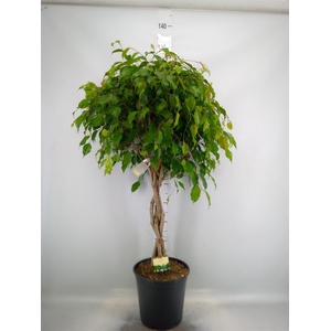 Ficus benja. 'Exotica'
