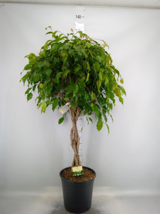 <h4>Ficus benja. 'Exotica'</h4>
