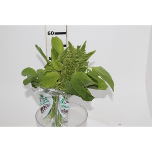 AMARANTHUS RETROFLEXUS 060 CM VERDE
