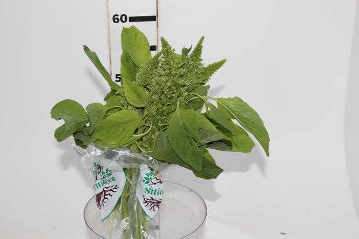 <h4>AMARANTHUS RETROFLEXUS 060 CM VERDE</h4>