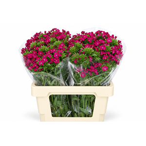 Dianthus Br Amazon Neon Cherry
