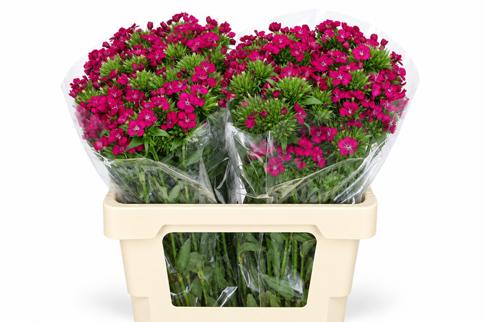 <h4>Dianthus Br Amazon Neon Cherry</h4>