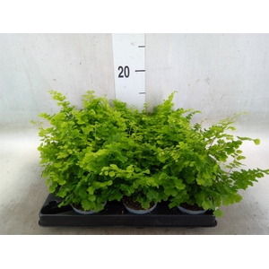 Adiantum raddi. 'Fritz-Luthi'