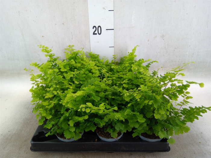 <h4>Adiantum raddi. 'Fritz-Luthi'</h4>