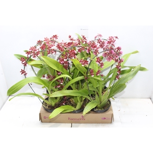 ONCIDIUM SHARRY BABY P15 ARCO