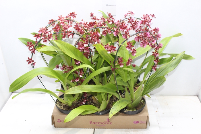 <h4>ONCIDIUM SHARRY BABY P15 ARCO</h4>