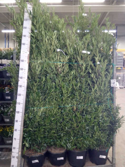 <h4>Prunus lauroc.</h4>