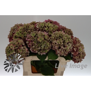 Hydrangea rodeo classic