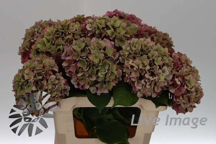 <h4>Hydrangea rodeo classic</h4>