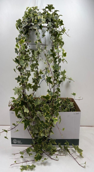 <h4>HED HE GOLDCHILD</h4>